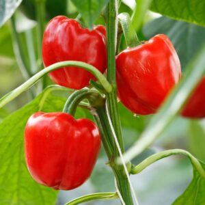 locally grown farm fresh bell peppers