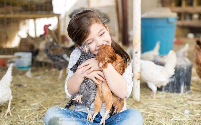 Kid holding chicken Young girl hugging a chicken inside a farm barn at Oak Hollow Farm