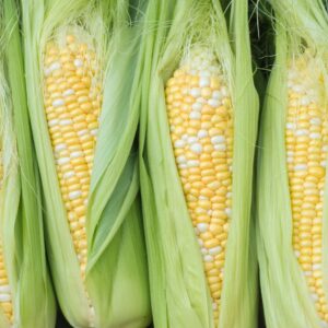 farm fresh locally grown sweet corn